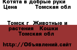 Котята в добрые руки  › Цена ­ 100 - Томская обл., Томск г. Животные и растения » Кошки   . Томская обл.